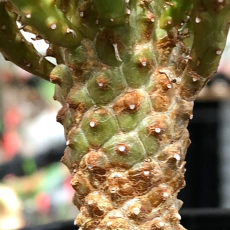 euphorbia caput-medusae 天荒竜《S size》※現地球株発根済※珍しい小振りながら整った樹形バランスと枝振りも良き一株‼︎※black bowl pot植え