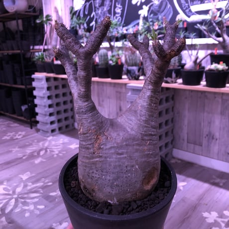 packypodium  gracilius《L  size》※現地球発根済株‼︎ ※現地球らしい傷を持ち、どっしり構えの短枝二頭枝グラキ※mad black pot植え