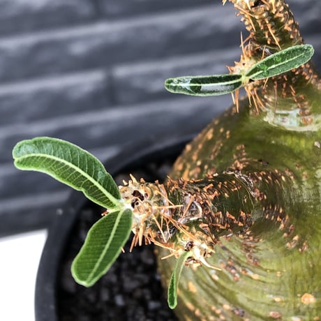 pachypodium  gracilius《M size》希少‼︎球体極green肌※現地球発根済株※かわいさmax球体樹形&極green肌な渾身の一株※mad black pot植え