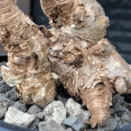 euphorbia itremensis《M size》※現地球株発根済③※極めて良き枝振りを持つ樹形バランスも出来すぎなイトレ※black pot植え