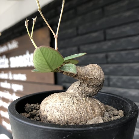 euphorbia primulifolia《大きめM size》※現地球発根後店主国内管理4年株※ぼってり樹形に絶妙balanceのウネリ枝が堪らない一株※mad black pot植え