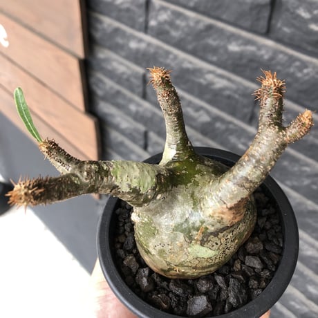 pachypodium gracilius《小さめM size》※希少‼︎green肌※現地球発根後店主国内管理3年株※絶妙な枝振り&樹形balance株※mad black pot植え