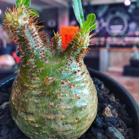 packypodium  gracilius《S size》※現地球発根済株※激希少green肌※店主国内管理2年株※短枝weight低く激まん丸株※mad black bowl pot植え