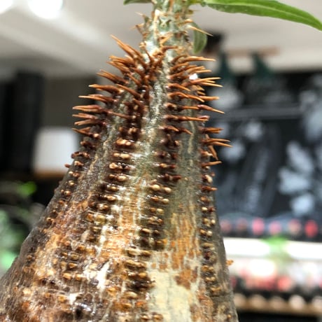 pachypodium gracilius《大きめS size》※現地球株発根済※味深くビンテージ感強き現地焼けに希少green肌を保つ樹形バランスも抜群な一株‼︎※black bowl pot植え