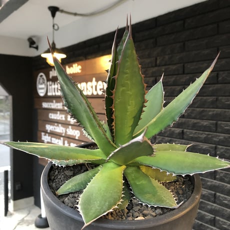 agave horrida《大きめL size》※現地球発根後店主国内管理3年株※締まり&樹形balance良き大きめホリダ※mad black bowl pot植え