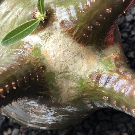 pachypodium gracilius《小さめL size》希少green肌&球体樹形※現地球発根後店主国内管理3年株※まん丸な樹形&極balance株※mad black bowl pot植え
