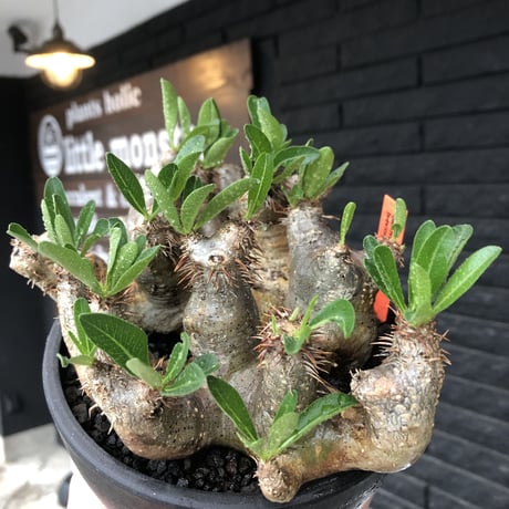 pachypodium brevicalyx《L size》※現地球発根後店主国内管理5年株※枝振り良く全体バランスも良きブレビらしい低重心※mad black bowl pot植え