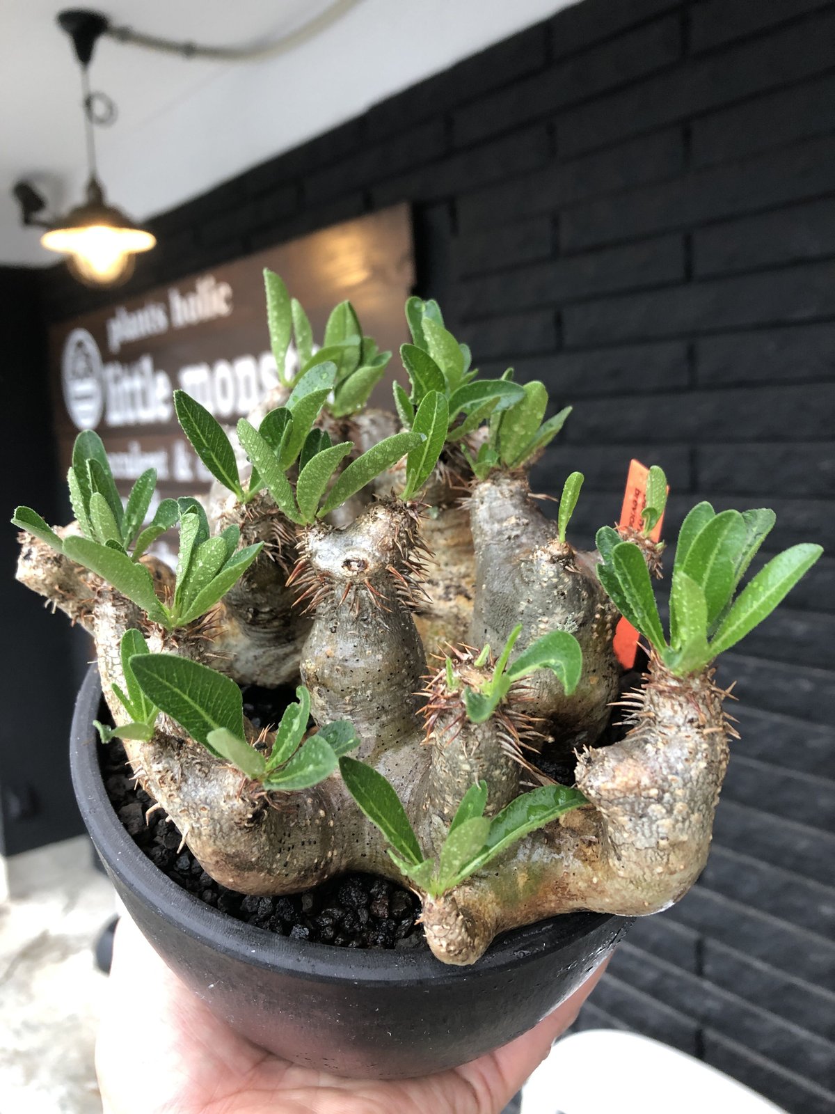 ブレピカリックス 大きめ 現地球 pachypodium brevicalyx《L size》※現地球発根後店主国内管理5年