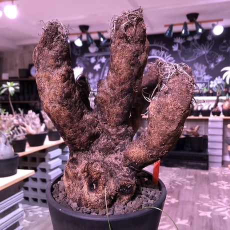 xerophyta  trichophylla《LL size》※現地球発根芽吹き済※驚愕強靭株※限りなくweightがlowなbalance &サイズ良きトリコフィラ※mad black pot植え