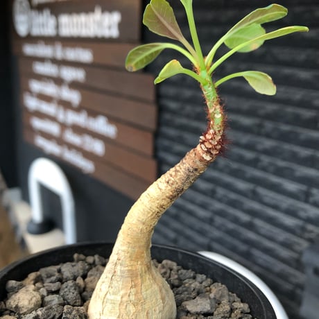 euphorbia ramena《M size》※現地球株発根済※ぽっこり丸み強き株元＆絶妙に捻くれた枝振りバランスが愛らしいラメナ※black bowl pot植え