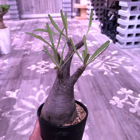 packypodium  gracilius《M size》 ※現地球株  発根済み株‼︎  （限定13株）