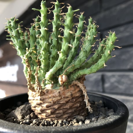 euphorbia gorgonis《M size》※現地球発根後店主国内管理3年株※人気🐙タコもの‼︎美多肉質葉&木質wild塊根の二面性が魅力※mad  black  pot植え
