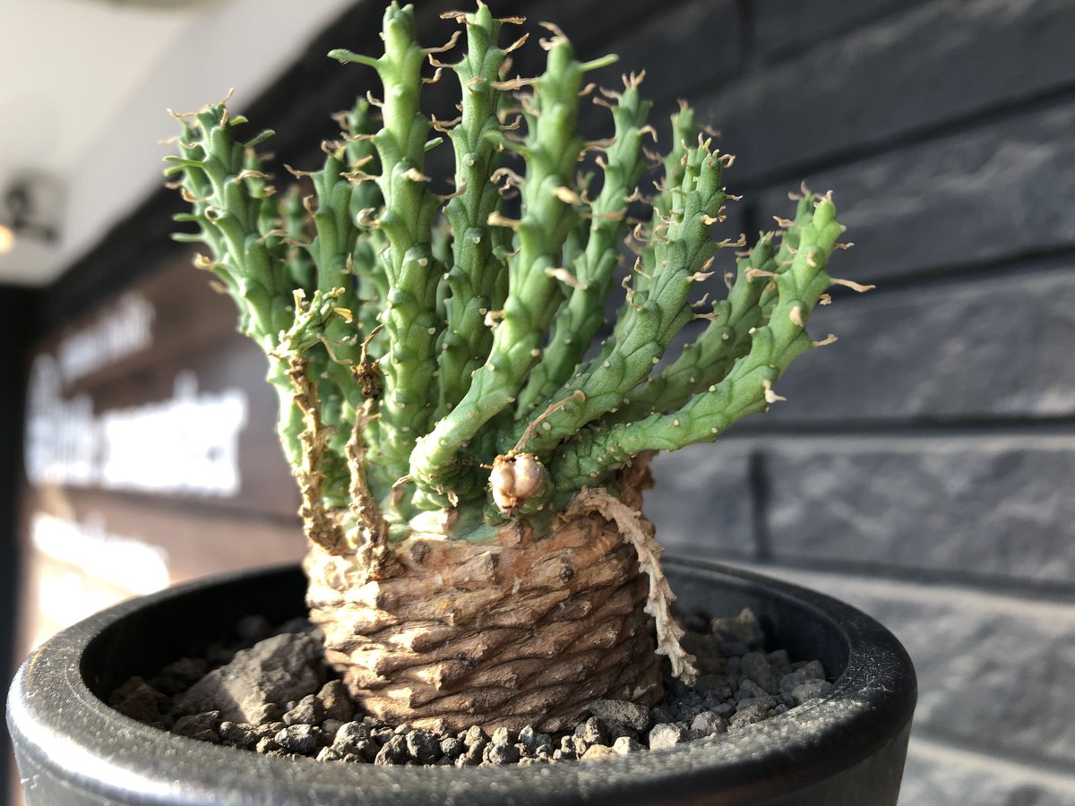 【美株】ユーフォルビア ゴルゴニス 国内実生株 塊根植物 サボテン 陶器鉢入 美株】ユーフォルビア ゴルゴニス 国内実生株 塊根植物 サボテン 陶器