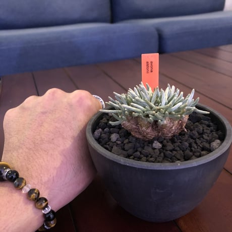 avonia   alstoni 《M size》 mad black  bowl pot植え　※愛おしさが堪らない!冬型の人気者
