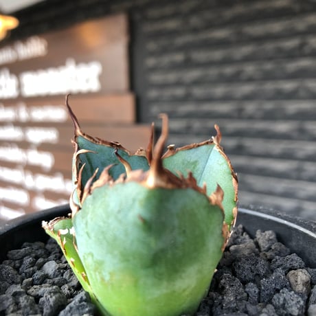 agave titanota  白鯨陽炎type《S size》※現地球株発根済 ①※唸り良き鋸歯に幅広肉厚タイプ※black pot植え