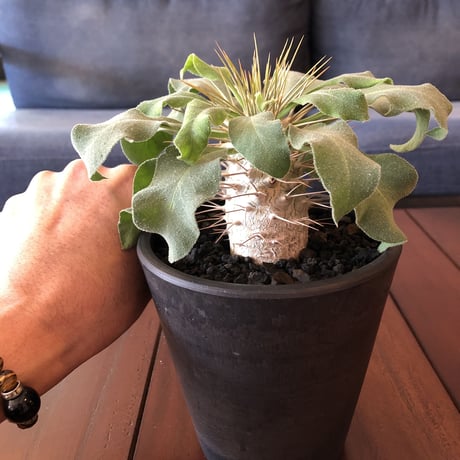 packypodium  namaquanum  光堂《M size》希少極美株‼︎ 冬型パキポ‼︎ ※mad black pot植え　店主管理４年株