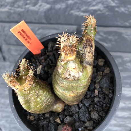 pachypodium gracilius《M size》※現地球株発根済※希少‼︎w-he'd＆極green肌で愛らしいぼってり樹形※black pot植え