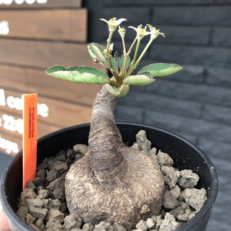 euphorbia   subapoda《S  size》特化した唸り& best balance株