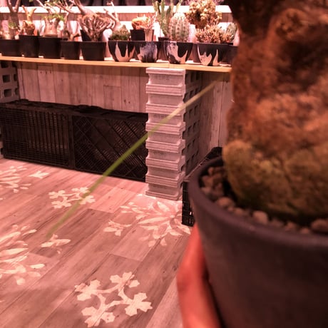xerophyta  trichophylla《S size》※現地球発根芽吹き済※驚愕強靭株※限りなくweightはlow‼︎過去1番小サイズのかわいいトリコフィラ※mad black pot植え