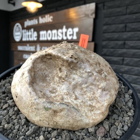 raphionacme procumbens《L size》激希少種大株※現地球発根済株※店主国内管理4年株※希少性激高bigぼってり樹形‼︎堪らないエグれを持つ唯一無二の存在感※浅鉢植え