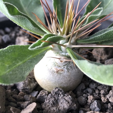 pachypodium  namaquanum 光堂《S size》littmon seed🌱※希少‼︎威勢よく葉も展開中‼︎しっかり育てたかわいい奴※mad black pot植え