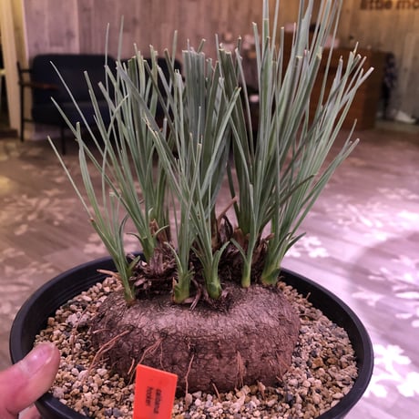 calibanus   hookeri《L size》希少・極美株