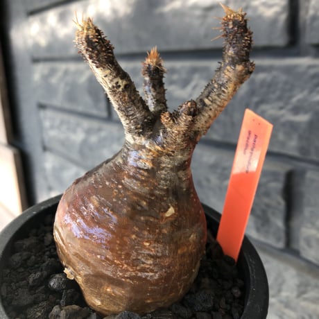 pachypodium gracilius《大きめS size》赤肌株※現地球発根後店主国内管理3年株※赤味も強くぼってり株元な選抜株※mad black pot植え