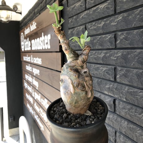 cyphostemma betiforme《 L size》※現地球発根後店主国内管理10年株※希少‼︎太く特化したボコボコ樹形でインテリア性高く今や流通極少な大株となり渾身の一株※鉄鉢植え