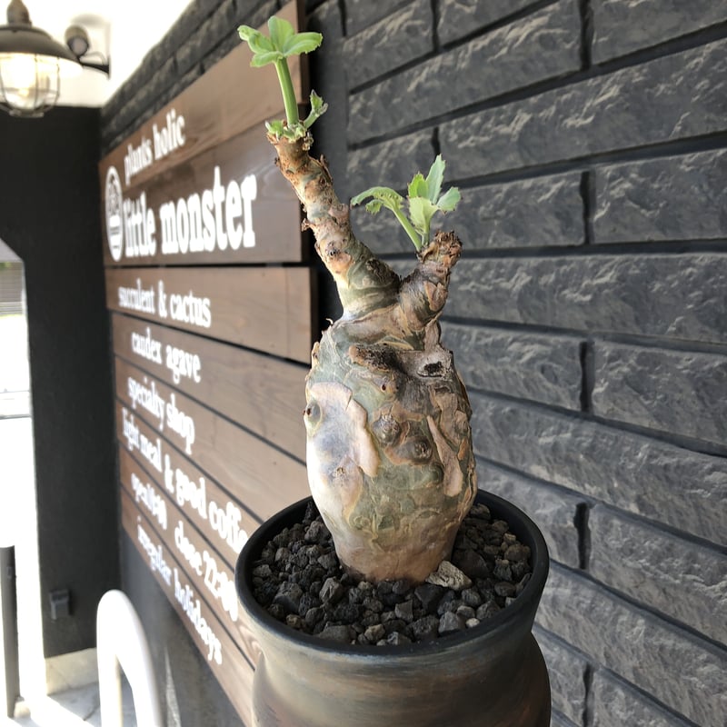 cyphostemma betiforme《 L size》※現地球発根後店主国内管理10年株