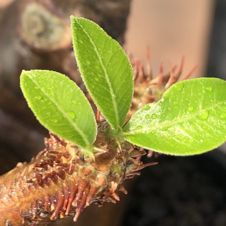 pachypodium  cactipes《M size》極赤肌株※現地球発根済株※店主国内管理4年株※極赤味が強く自己主張強きカクチペス‼︎存在感抜群な選抜株※mad black pot植え