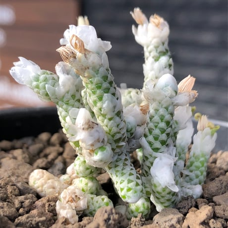 avonia recurvata ssp.buderiana《M size》希少種‼︎※現地球株発根済※肉厚で鱗の様な綺麗模様に白花を咲かせるかわいく太め塊根な一株※black pot植え