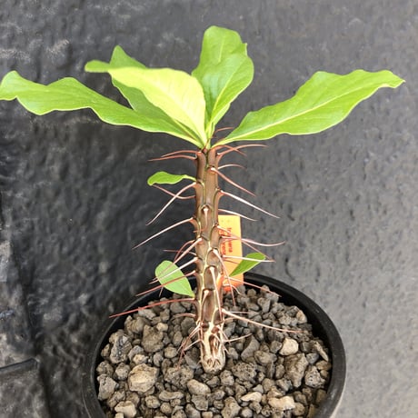 fouquieria  ochoterenae《M size》※ワインレッドcolorの幹に赤とシルバーの棘、そして波打ち葉が特徴点な大変カッコいい一株‼︎※mad black pot植え※限定２株