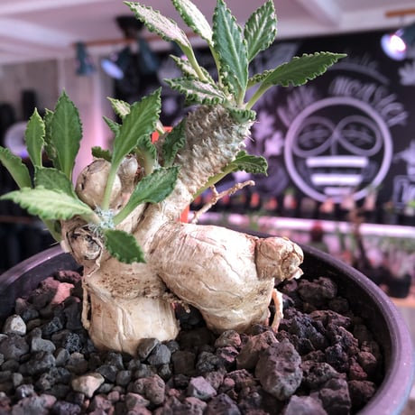 euphorbia tulearensis《 L L size》※驚愕‼︎最高峰のbig塊根を持つ希少性激高塊根ユーフォルビア‼︎全体balanceも良く激オススメ株※mad black pot植え