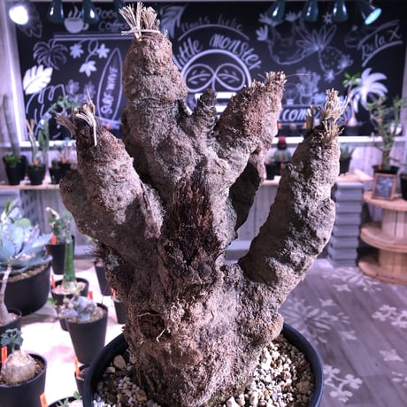 xerophyta   trichophylla《L size》 &《L L size》