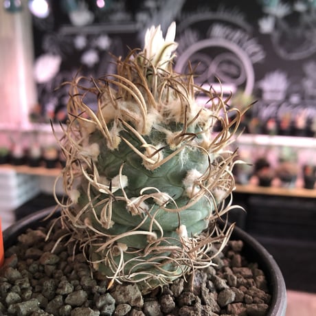 turbinicarpus 牙城丸《大きめL size》※現地球発根後店主国内管理18年株※希少‼︎長年育てたbig牙城丸‼︎藁の様な棘に美しい白花※mad black bowl pot植え