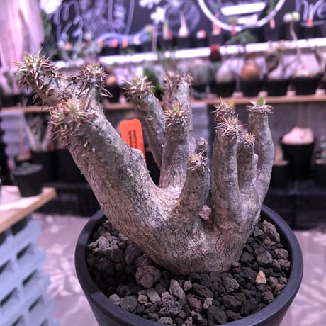 packypodium brevicalyx《大きめS size》激希少‼︎※現地球発根済株※流通しない山獲りモノ！枝のみ展開する樹形‼︎カリックスらしさ感じる激レア株※mad black pot植え