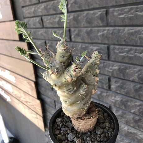 pelargonium carnosum《L size》極太幹&エグレ株※現地球発根後店主国内管理6年株※極太幹且つボコボコ感が大変wildな冬型種‼︎※mad black pot植え