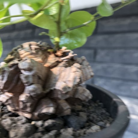 dioscorea elephantipes アフリカ亀甲竜《小さめM size》※現地球発根後店主国内管理3年株※compactながら堀が深くゴツゴツ感強き一株※mad black pot植え