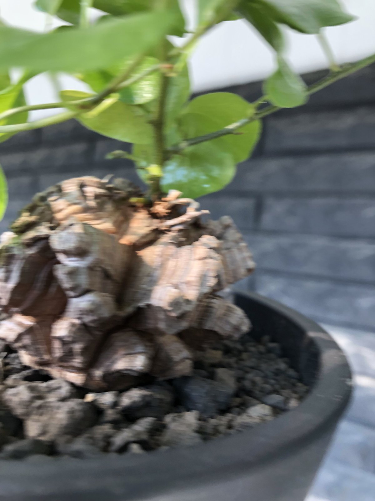 dioscorea elephantipes アフリカ亀甲竜《小さめM size》※現地球 dioscorea elephantipes アフリカ亀甲竜《小さめM size》※現地球