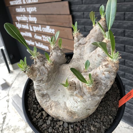 packypodium  eburneum《大きめL  size》※現地球発根済株※wild過ぎる肌質とmonster級の特化した樹形に興奮‼︎※浅鉢植え