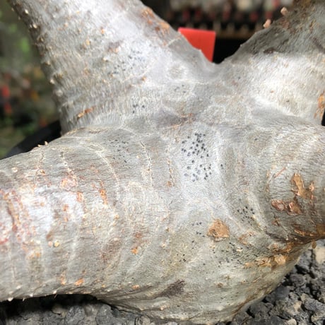 pachypodium enigmaticum《L size》※現地球株発根済※ワイルドな極太枝を持ち良樹形バランスの美しい一株‼︎（white肌）※black bowl pot植え