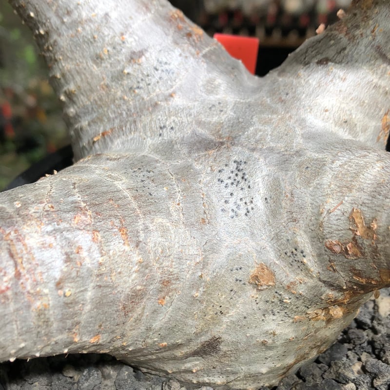 pachypodium enigmaticum《L size》※現地球株発根済※ワイルドな極太