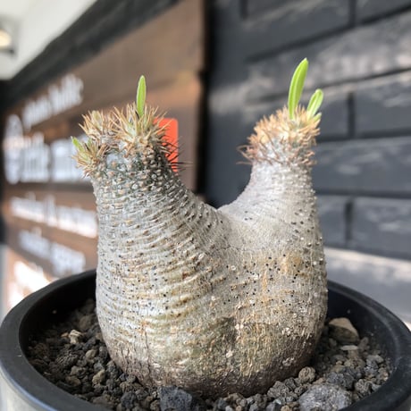 pachypodium gracilius《大きめS size》※極短枝ぼってり株※現地球発根後店主国内管理3年株※極短枝且つぼってり愛くるしい一株※mad black pot植え