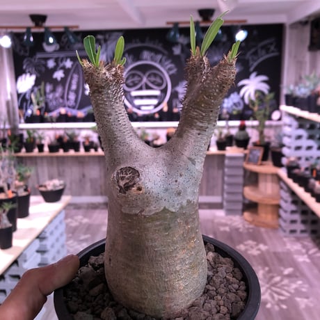 packypodium  inopinatum《M size》発根済み株‼︎  店主管理国内3年株