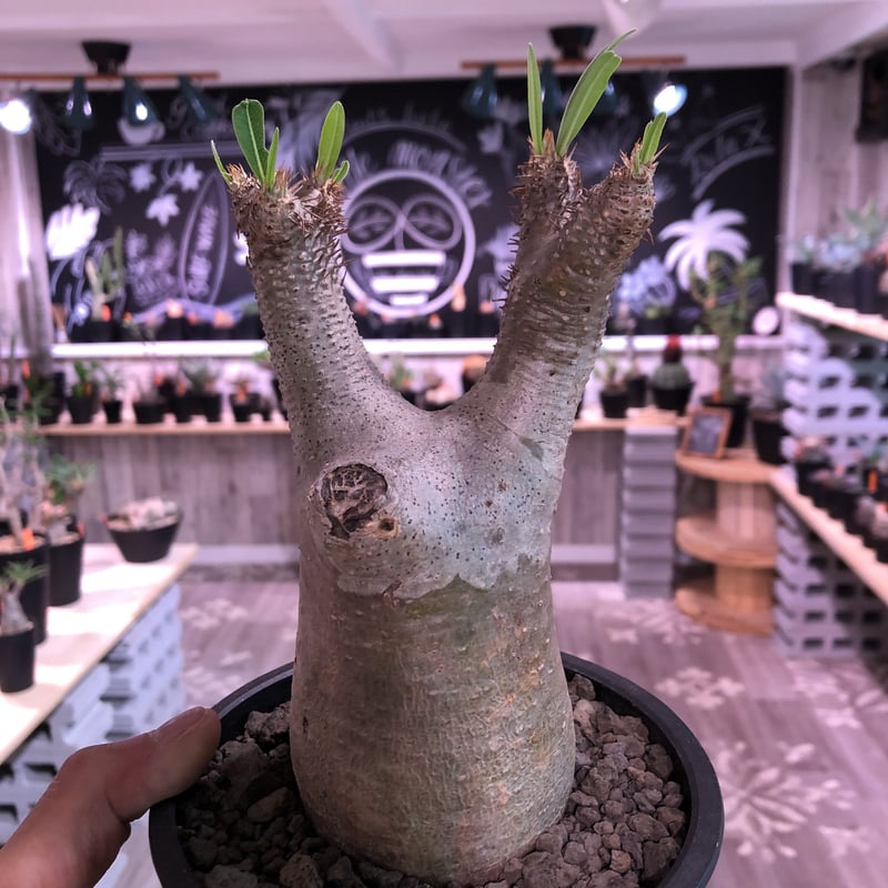 packypodium inopinatum《M size》発根済み株‼︎ 店主管理国内3