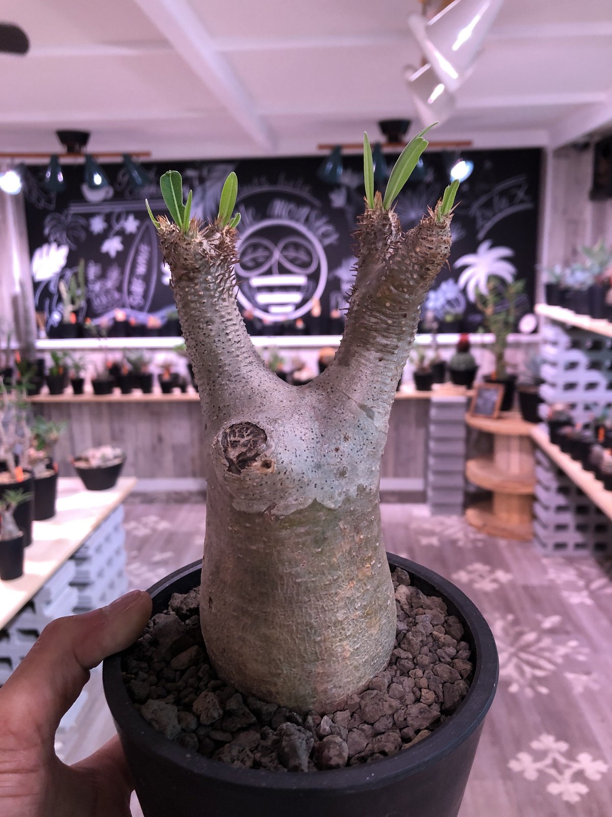 packypodium inopinatum《M size》発根済み株‼︎ 店主管理国内3