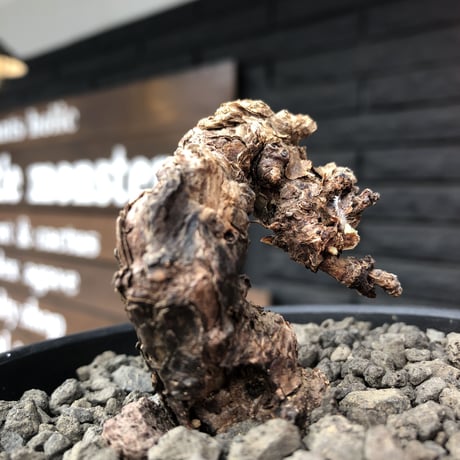 pelargonium triste《小さめM size》※現地球発根済株※店主国内管理3年株※小振りでもwild樹形＆特化した荒々しい肌質な大株にも勝る一株※mad black bowl pot植え
