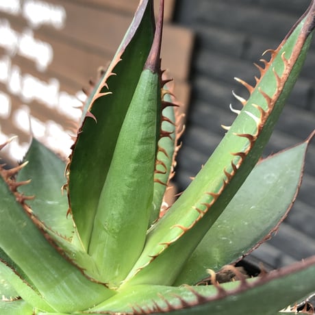 agave  horrida《大きめM size》※現地球発根後店主国内管理2年株※締まり良きbest sizeなホリダ※mad black bowl pot植え