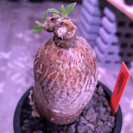 packypodium bispinosum 《S size》※現地球発根済株‼︎※ツルッと丸々した茶肌株の上、表皮の柄が大変綺麗な一株‼︎※mad black pot植え
