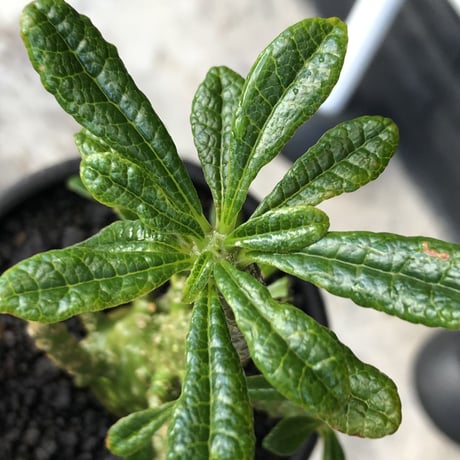 希少‼︎dorstenia gigas《小さめL  size》littmon  seed🌱9年株※極太ぼってり株元に良枝振りなリトモン渾身の一株※mad black pot植え